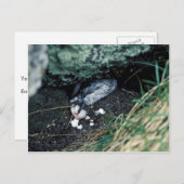 Carte Postale Kiska Island Sirius Point, Auklet tué par un rat (Devant / Derrière)