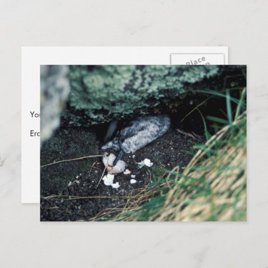 Carte Postale Kiska Island Sirius Point, Auklet tué par un rat (Devant / Derrière)