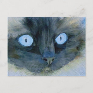 Carte Postale Kismet le chat Ragdoll