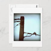 Carte postale KISS (Devant / Derrière)