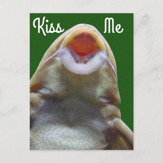 Carte Postale Kiss Me Fish (Devant)