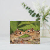 Carte Postale Kissing Baby Chipmunks (Debout devant)