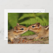 Carte Postale Kissing Baby Chipmunks (Devant / Derrière)