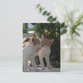 Carte Postale Kissing Cats (Debout devant)
