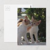 Carte Postale Kissing Cats (Devant / Derrière)