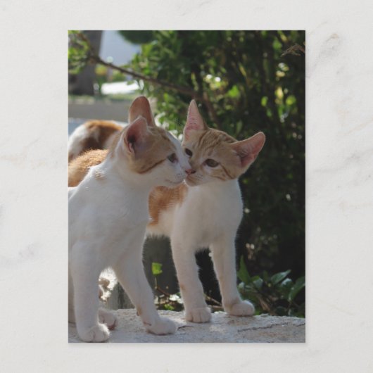Carte Postale Kissing Cats (Devant)