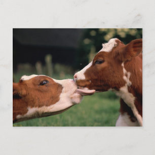 Carte Postale Kissing Cows