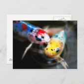 Carte Postale Kissing fish (Devant / Derrière)