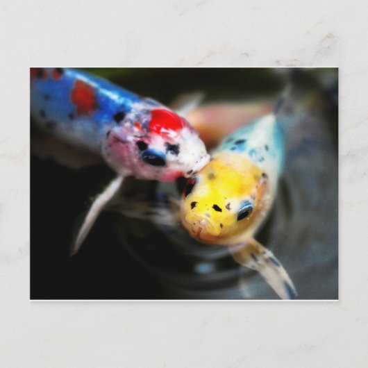 Carte Postale Kissing fish (Devant)