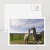 Carte Postale Kissing llamas Cotopaxi Équateur (Devant / Derrière)