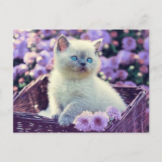 Carte Postale Kit de photo personnalisable Chatons Fleurs de lil (Devant)