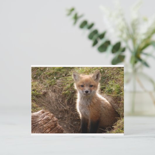Carte Postale kit fox (Debout devant)