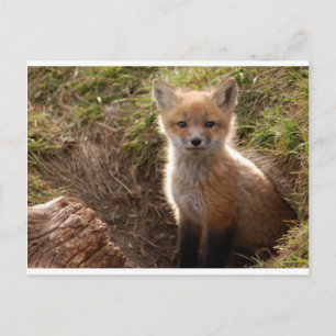 Carte Postale kit fox