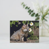 Carte Postale Kit Grey Fox-young (Debout devant)