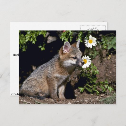 Carte Postale Kit Grey Fox-young (Devant / Derrière)