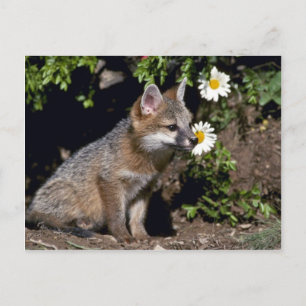 Carte Postale Kit Grey Fox-young