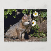 Carte Postale Kit Grey Fox-young (Devant)