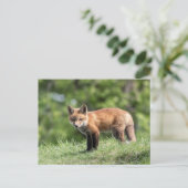 Carte Postale Kit Red Fox (Debout devant)