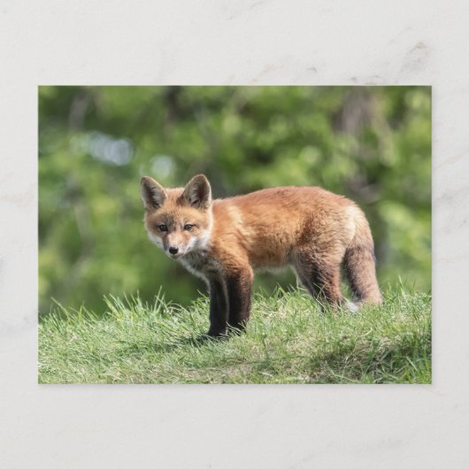 Carte Postale Kit Red Fox (Devant)