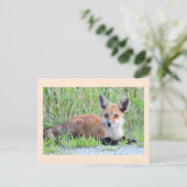 Carte Postale Kit Red Fox (Debout devant)