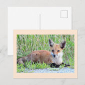 Carte Postale Kit Red Fox (Devant / Derrière)