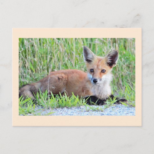 Carte Postale Kit Red Fox (Devant)