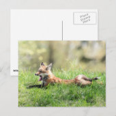 Carte Postale Kit Red Fox (Devant / Derrière)