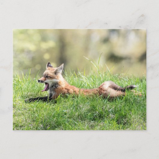 Carte Postale Kit Red Fox (Devant)