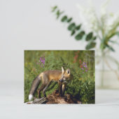 Carte Postale Kit Red Fox (Debout devant)