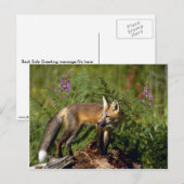 Carte Postale Kit Red Fox (Devant / Derrière)