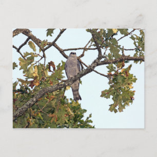 Carte Postale Kite Du Mississippi Et Arbre De Chêne