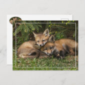 Carte Postale Kits de Fox (Devant / Derrière)
