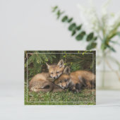 Carte Postale Kits de Fox (Debout devant)