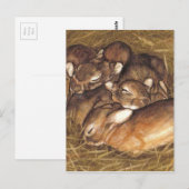Carte Postale kits de lapins bébés dans l'art du nid (Devant / Derrière)