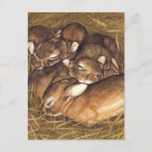 Carte Postale kits de lapins bébés dans l'art du nid