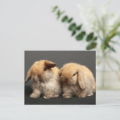 Carte Postale Kits de lop mignons Holland (Debout devant)
