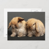 Carte Postale Kits de lop mignons Holland (Devant / Derrière)