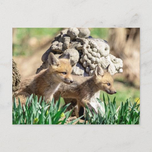 Carte Postale Kits Fox dans la vallée de l'Hudson (Devant)