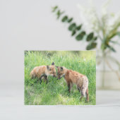 Carte Postale Kits Red Fox (Debout devant)