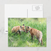 Carte Postale Kits Red Fox (Devant / Derrière)