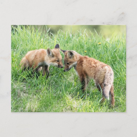 Carte Postale Kits Red Fox (Devant)