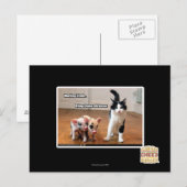 Carte Postale Kitteh (Devant / Derrière)