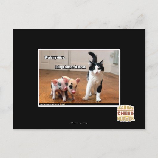 Carte Postale Kitteh (Devant)