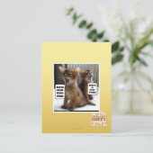 Carte Postale Kitteh carols (Debout devant)