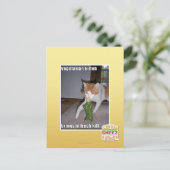 Carte Postale Kitteh végétarien (Debout devant)