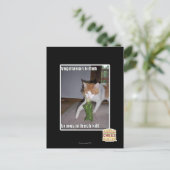 Carte Postale Kitteh végétarien (Debout devant)