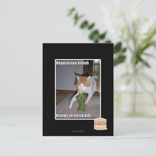 Carte Postale Kitteh végétarien (Debout devant)