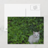Carte Postale Kitten (Devant / Derrière)
