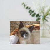 carte postale kitten (Debout devant)