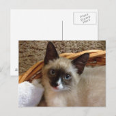 carte postale kitten (Devant / Derrière)